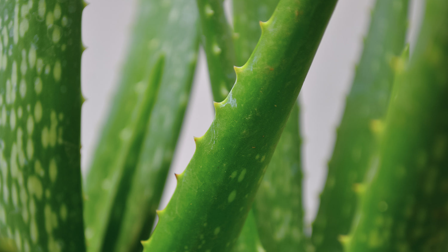 Vegetalement Provence