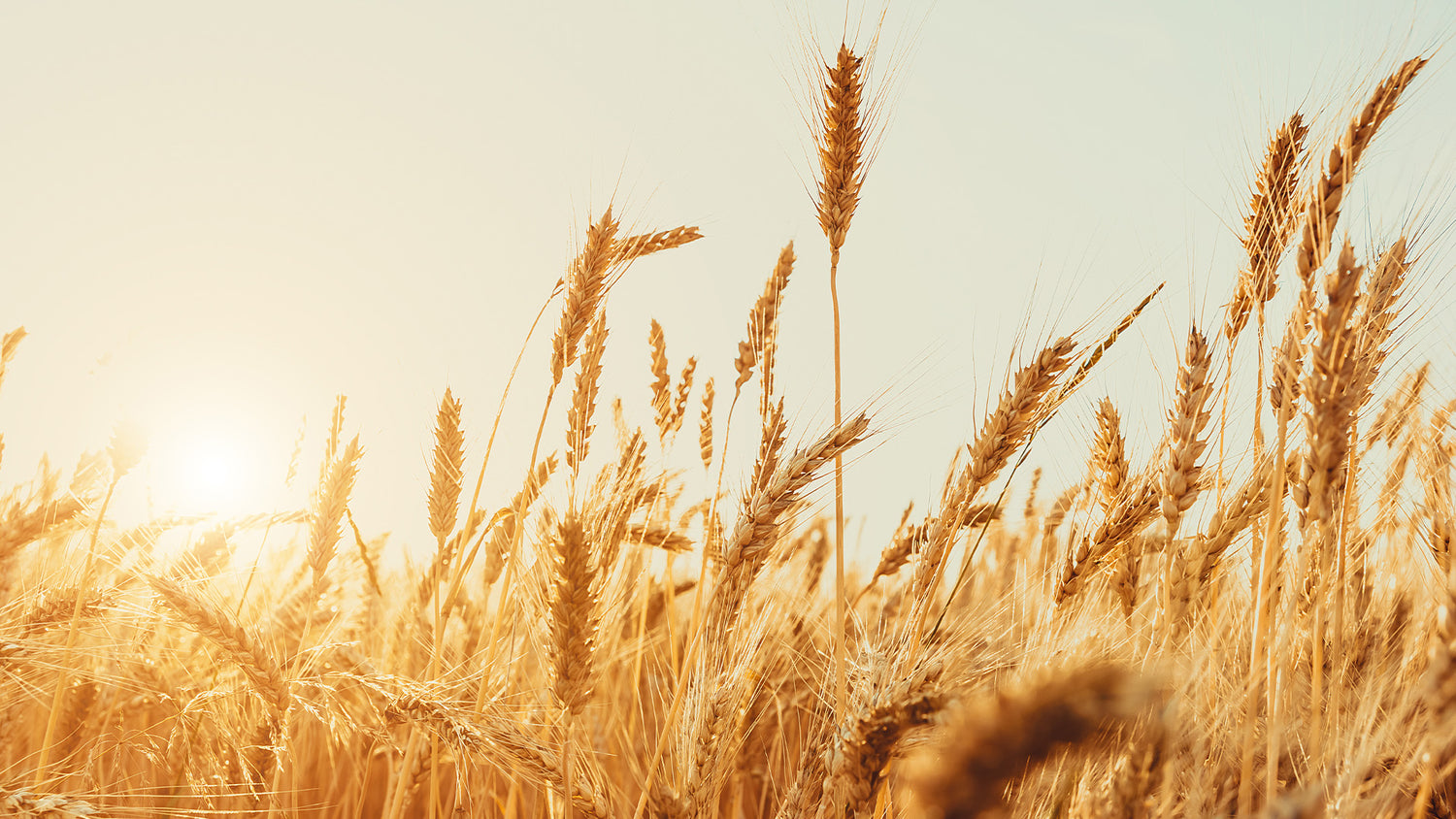 Vegetalement Provence