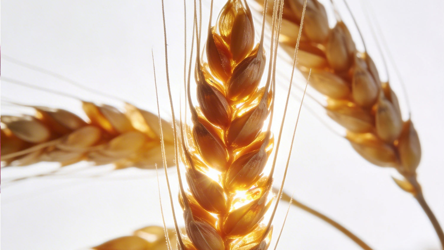 Vegetalement Provence