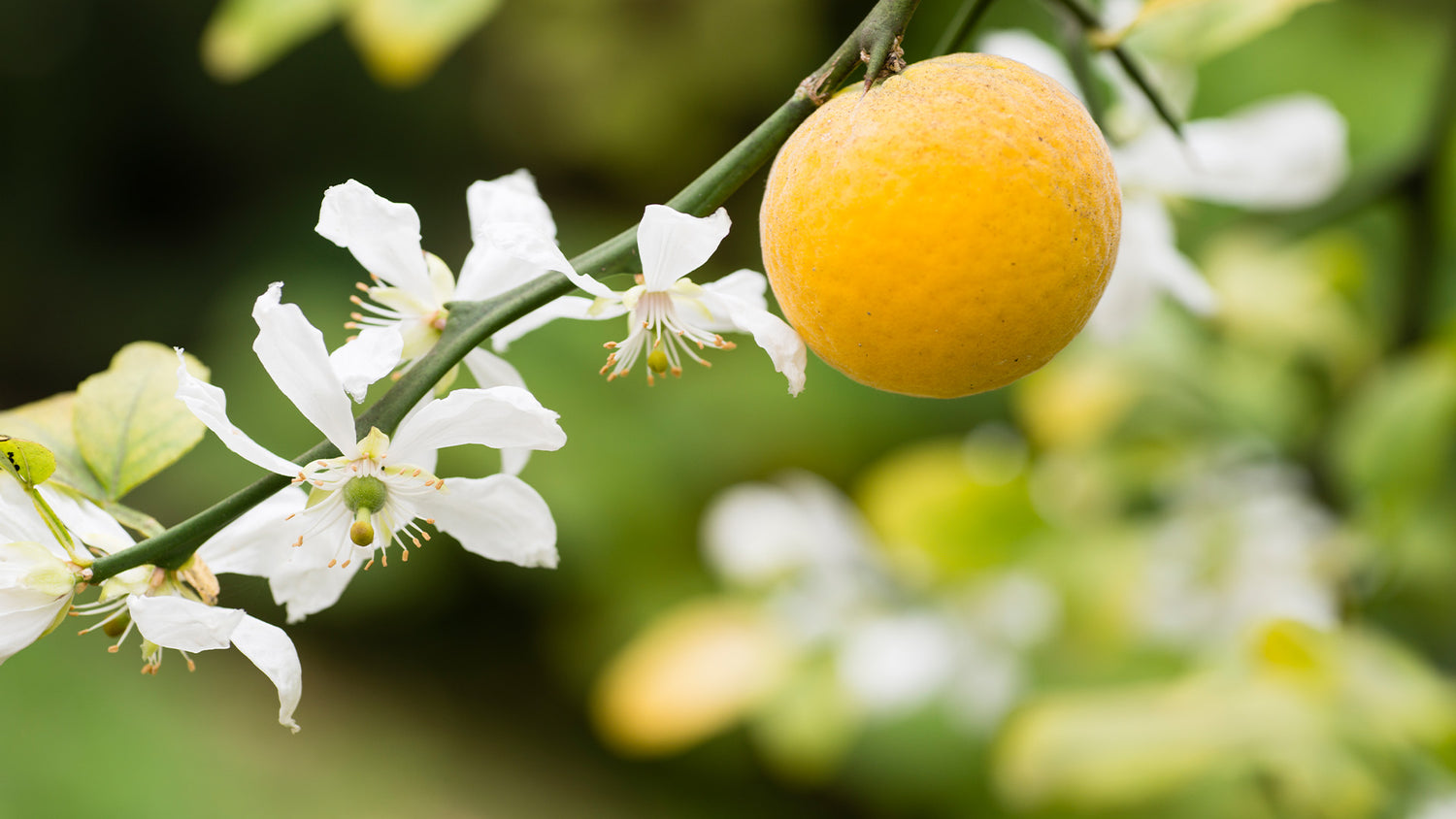 Vegetalement Provence