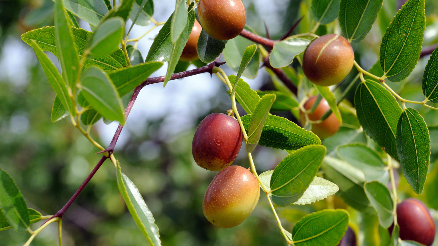 Vegetalement Provence