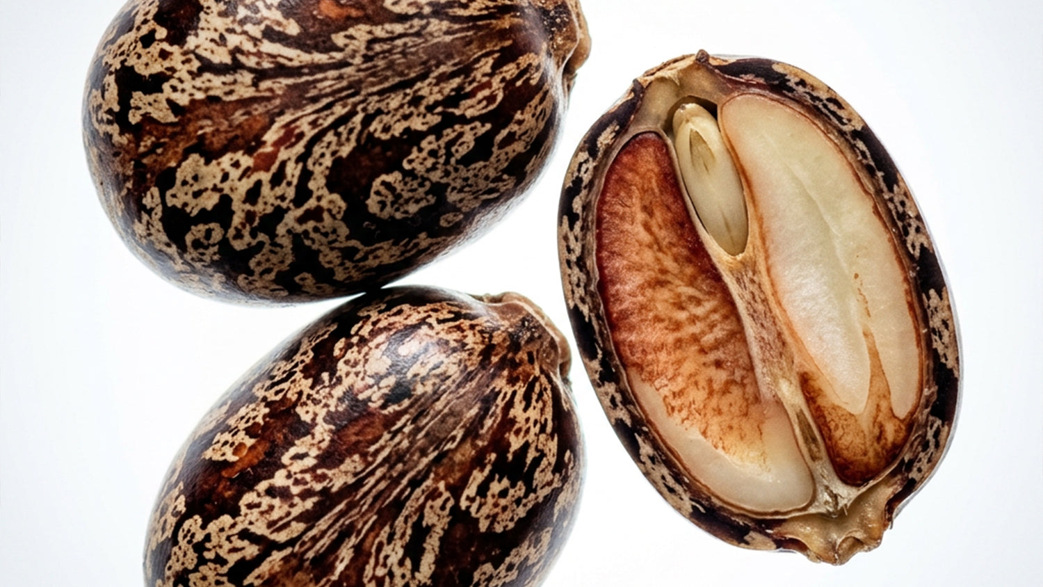 Vegetalement Provence