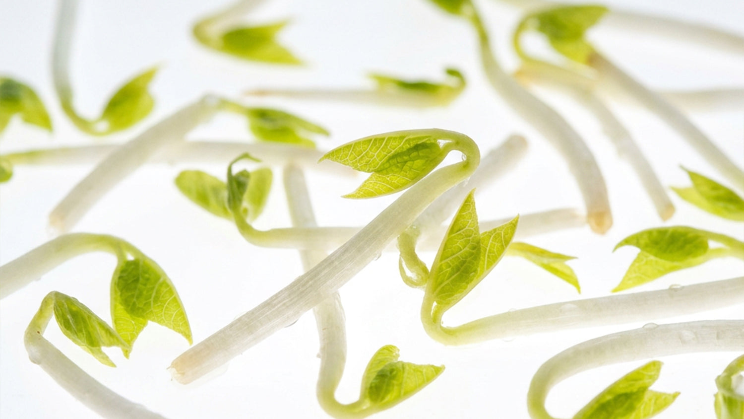 Vegetalement Provence