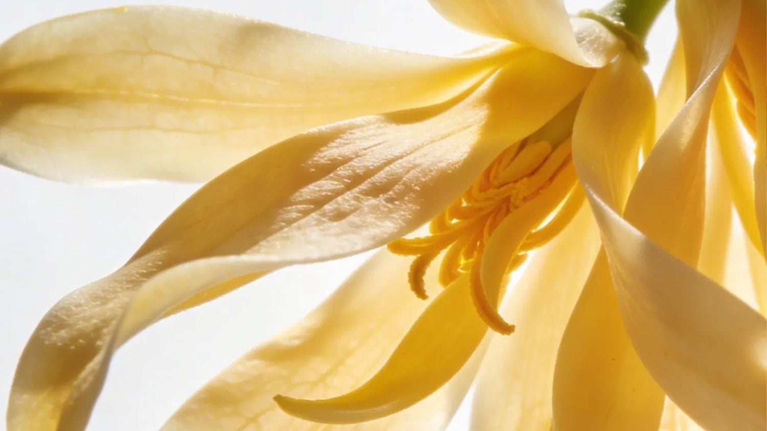 Vegetalement Provence